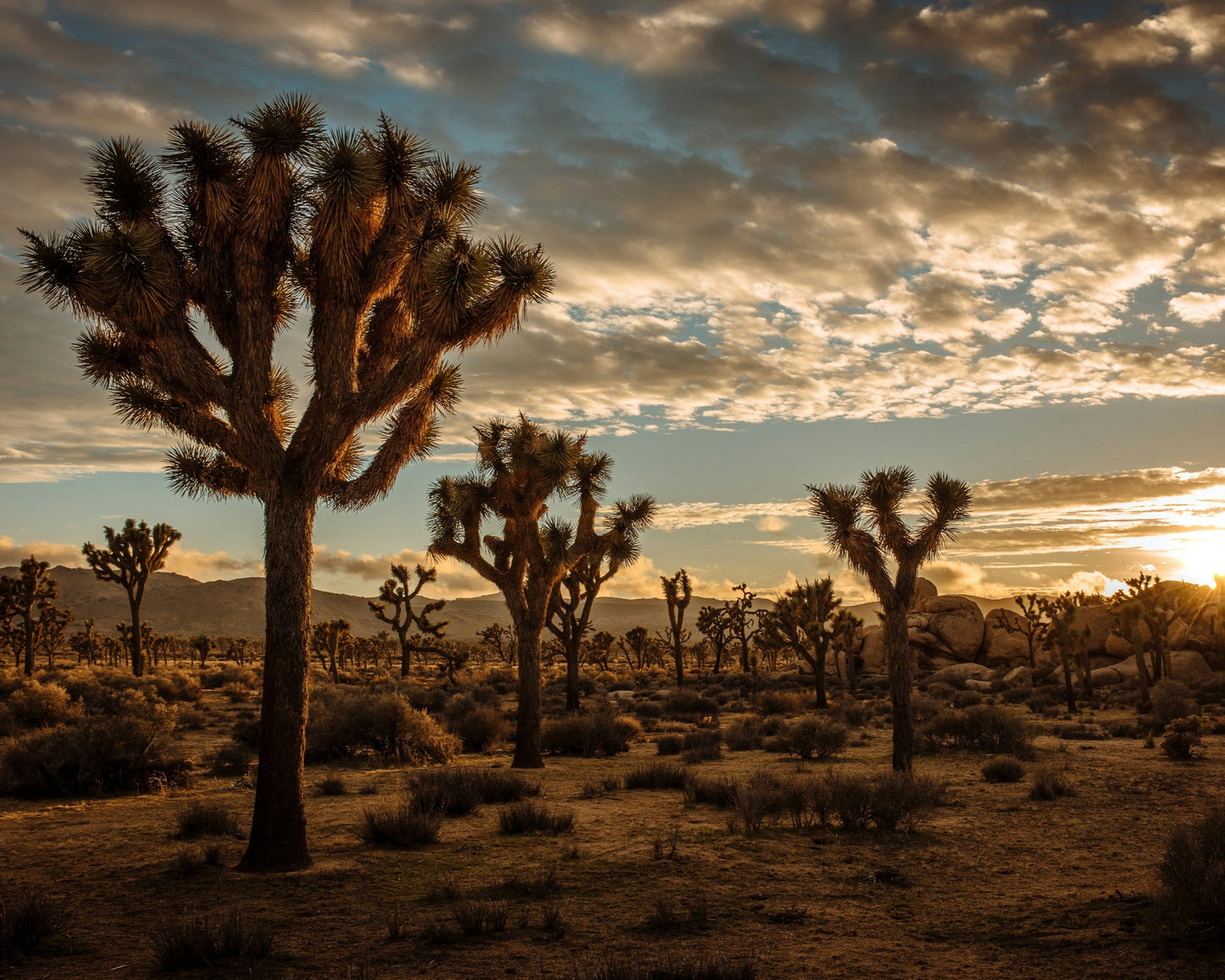 Joshua Tree National Park 2025