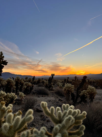 Joshua Tree National Park Baddies Trip