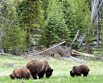 Yellowstone & Grand Teton National Park 2026