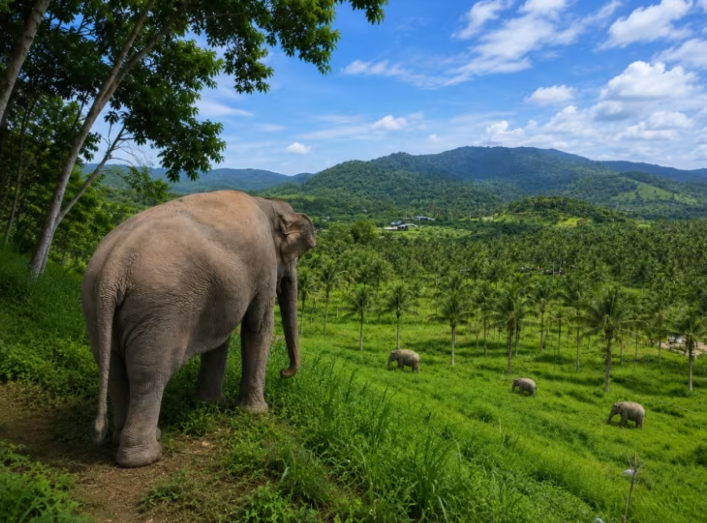 🇹🇭 Baddies x Thailand | 11-Day Temple, Elephant & Island Adventure