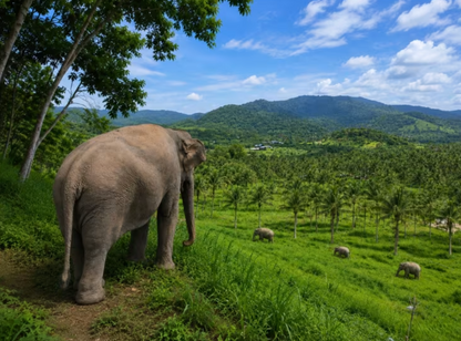 🇹🇭 Baddies x Thailand | 11-Day Temple, Elephant & Island Adventure