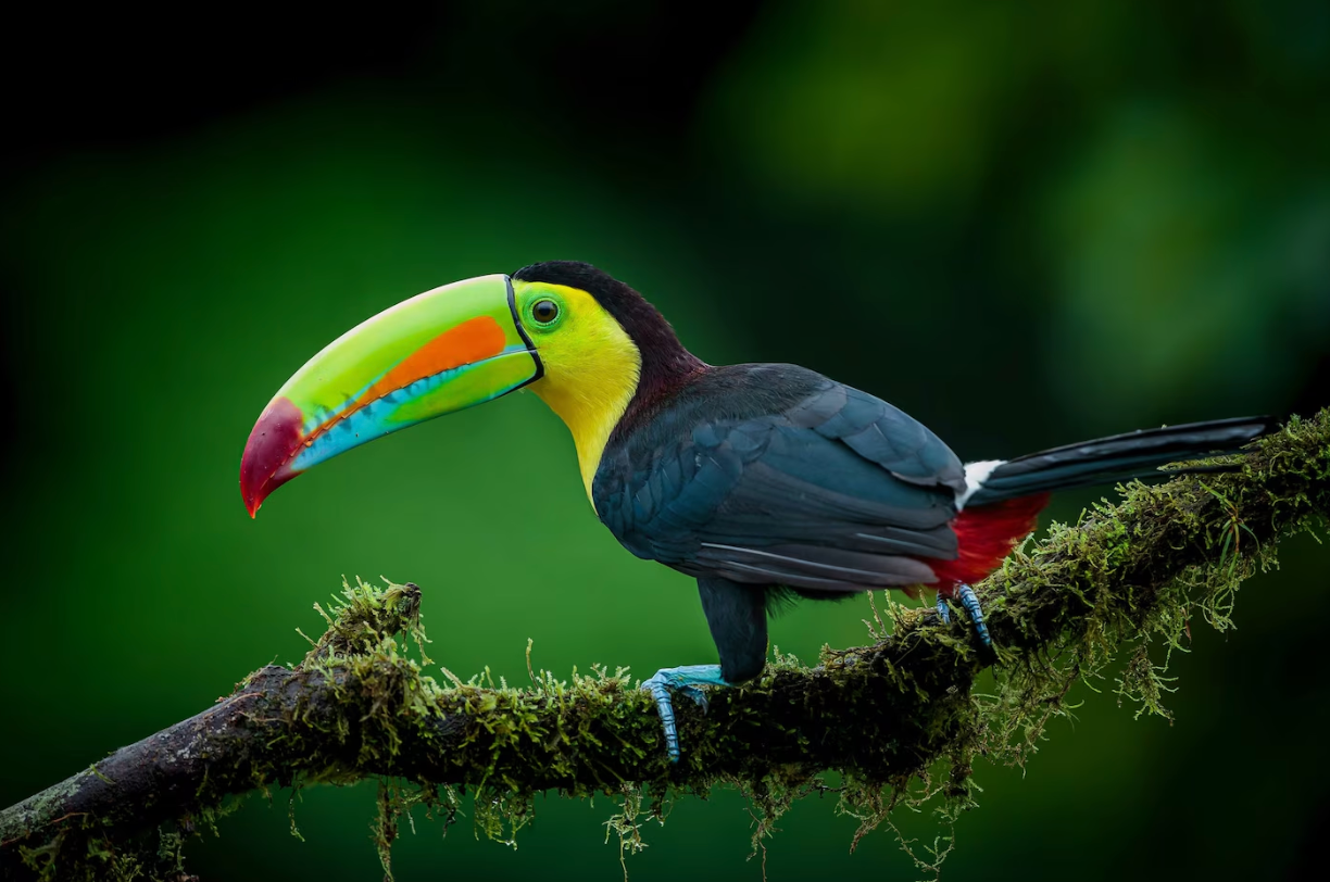 🇨🇷 Baddies x Costa Rica | 6-Day Volcano, Rainforest & Waterfall Adventure