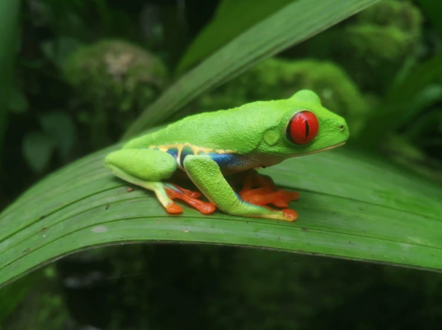 🇨🇷 Baddies x Costa Rica | 6-Day Volcano, Rainforest & Waterfall Adventure
